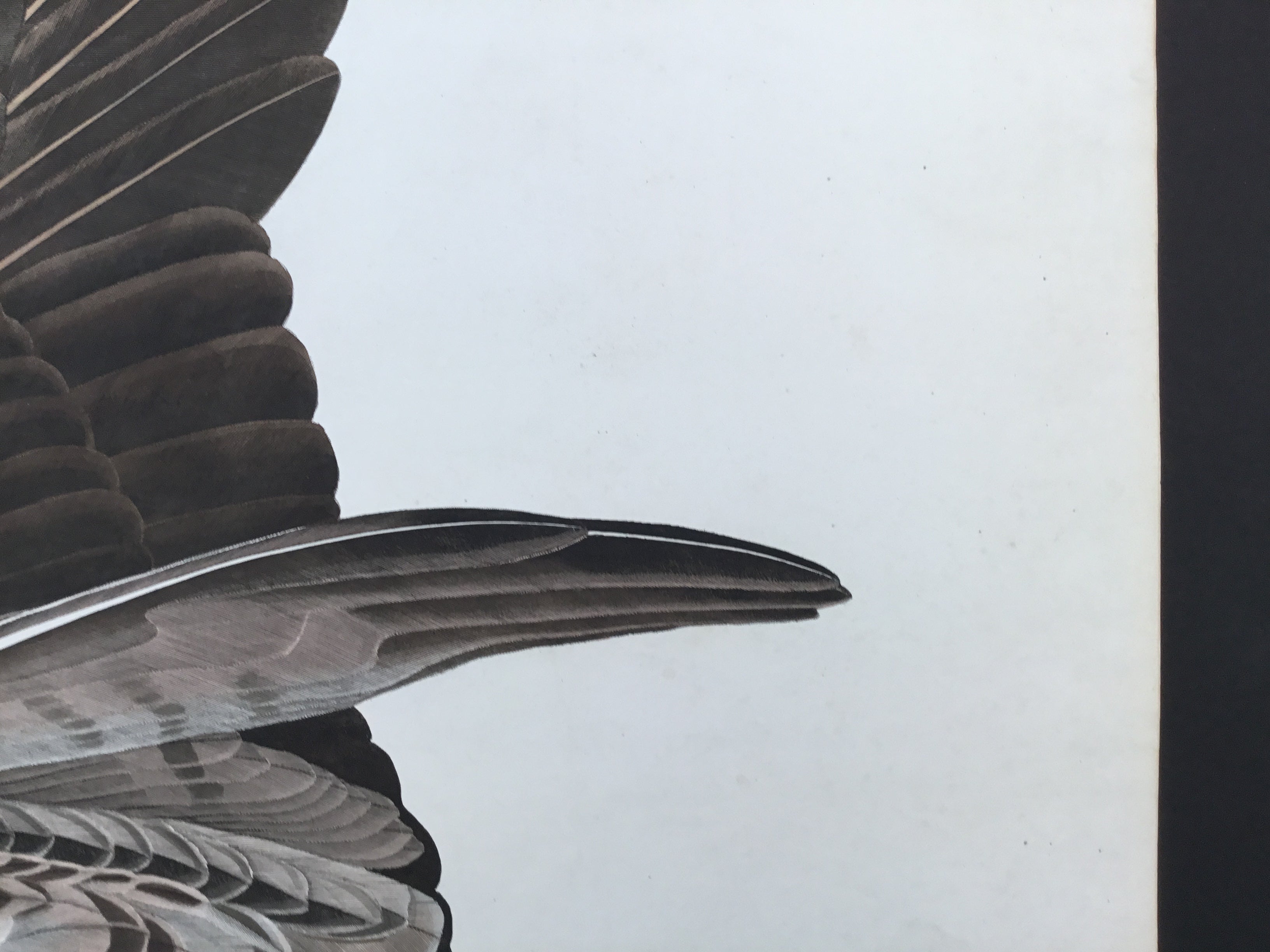 Original Audubon Havell Osprey or Fish Hawk, plate 81. – Princeton