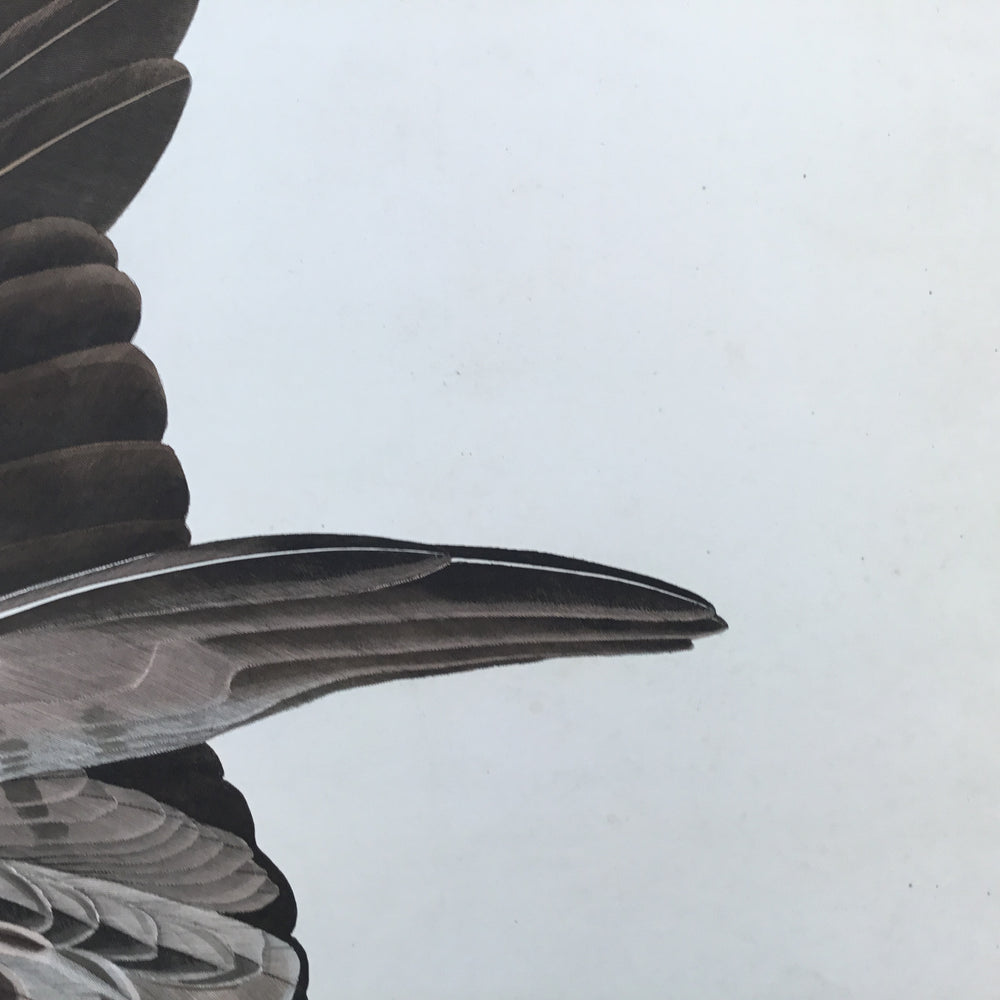 
                  
                    Original Audubon Havell Osprey or Fish Hawk, plate 81.
                  
                