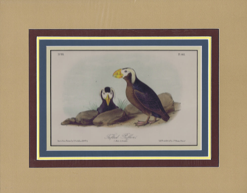 Audubon Original Octavo Matted, Tufted Puffin, plate 462
