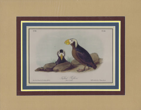 Audubon Original Octavo Matted, Tufted Puffin, plate 462