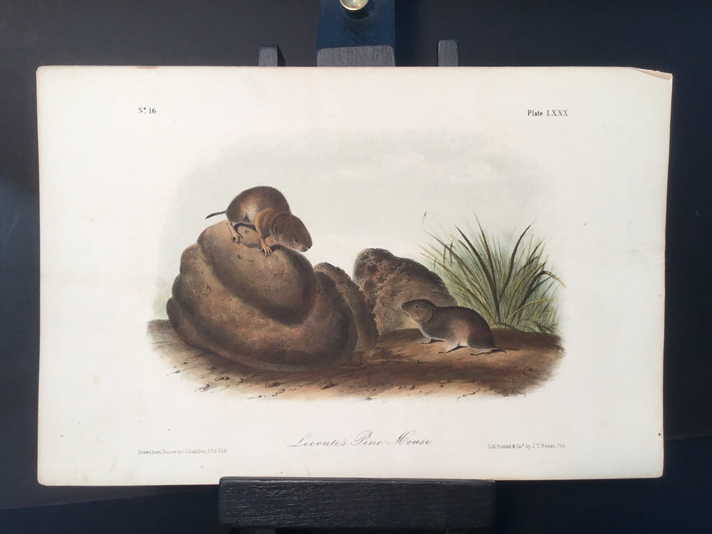Lord-Hopkins Collection - Pine Mouse