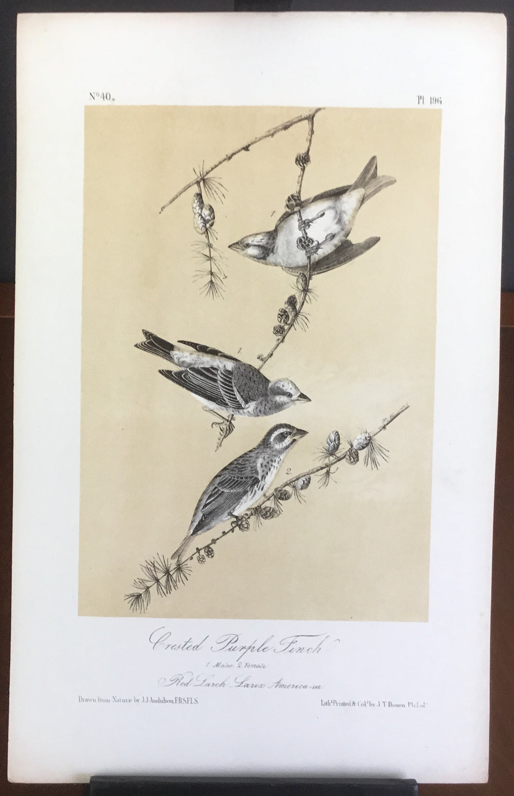 Audubon Octavo Crested Purple Finch, plate 196, uncolored test sheet, 7 x 11