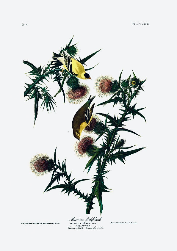Special offer: Trimmed American Goldfinch
