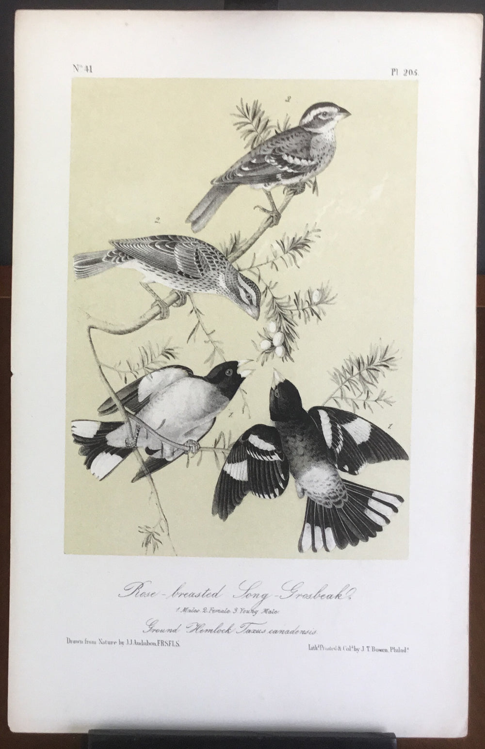 Audubon Octavo Rose-breasted Long Grosbeak, plate 205, uncolored test sheet, 7 x 11