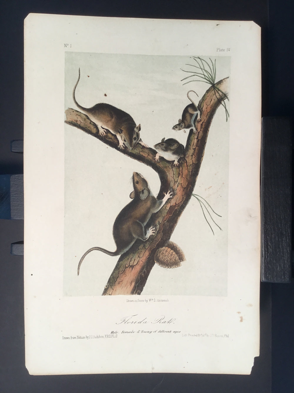 Lord-Hopkins Collection - Florida Rat