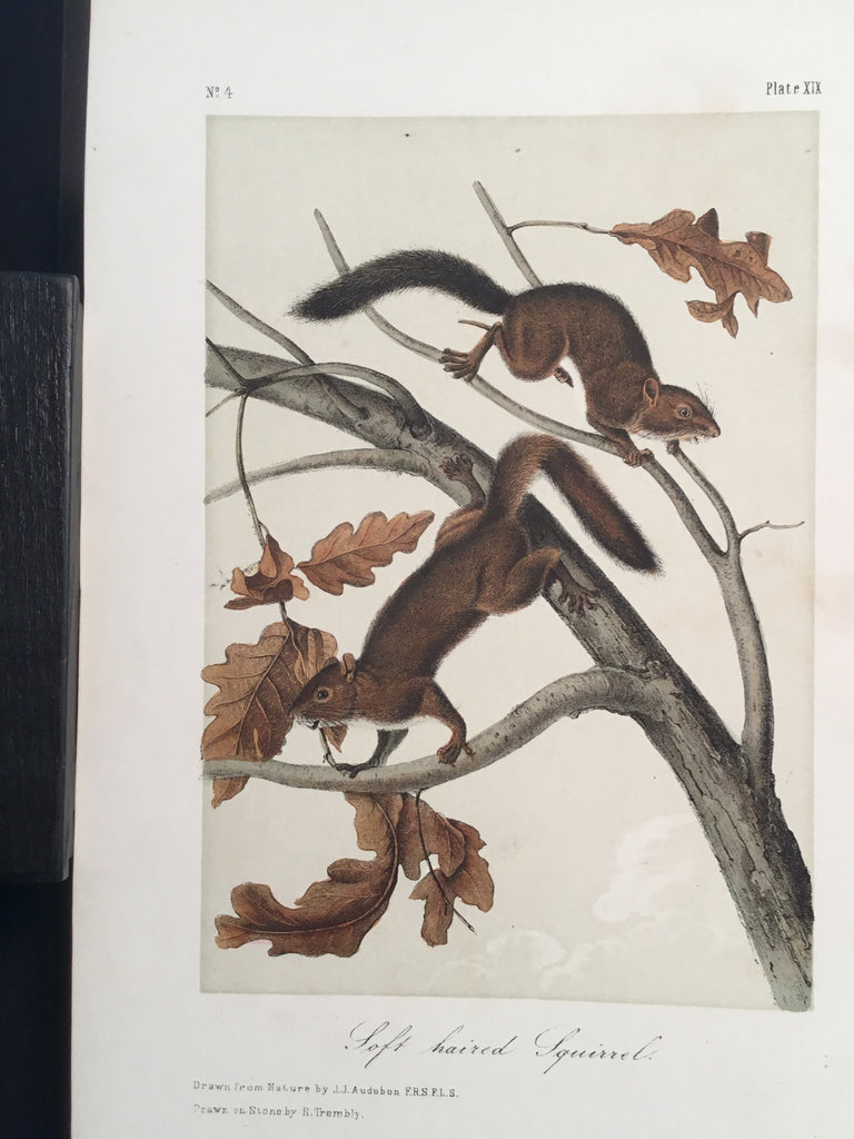 Lord-Hopkins Collection - Soft-haired Squirrel