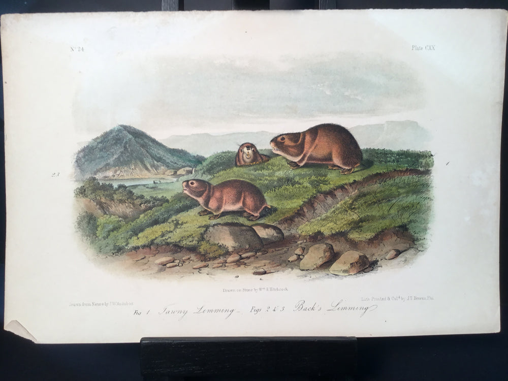 Lord-Hopkins Collection - Tawny Lemming