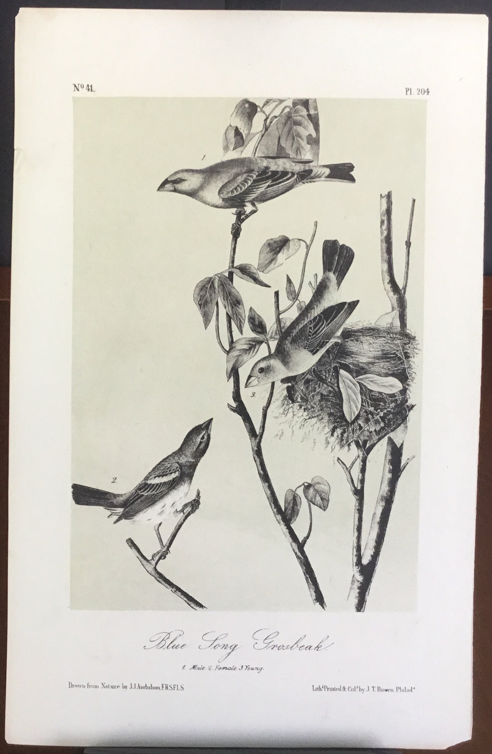 Audubon Octavo Blue Long Grosbeak, plate 204, uncolored test sheet, 7 x 11