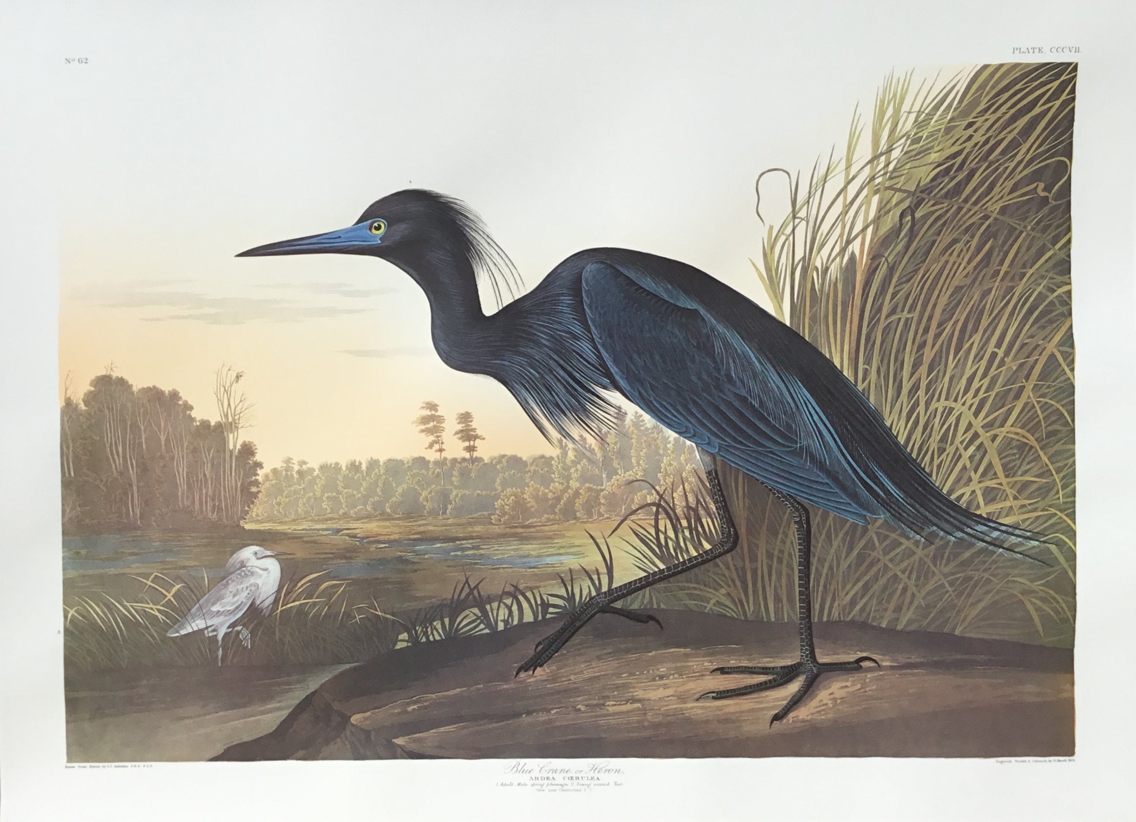 Audubon Blue Crane, Plate 307 (trimmed Of Wide Margins As Shown ...