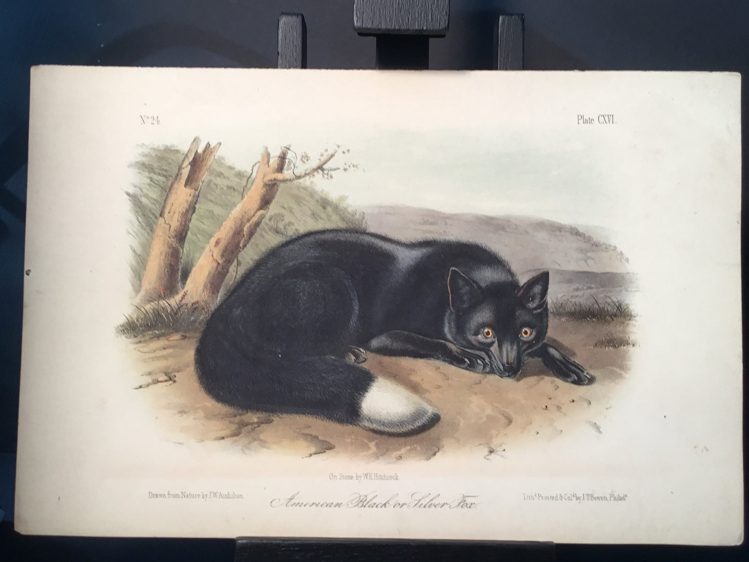 Lord-Hopkins Collection - American Black or Silver Fox