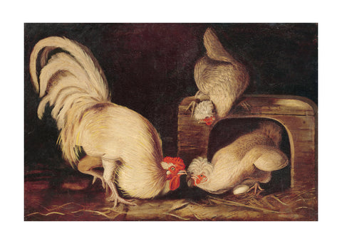 Farmyard Fowls