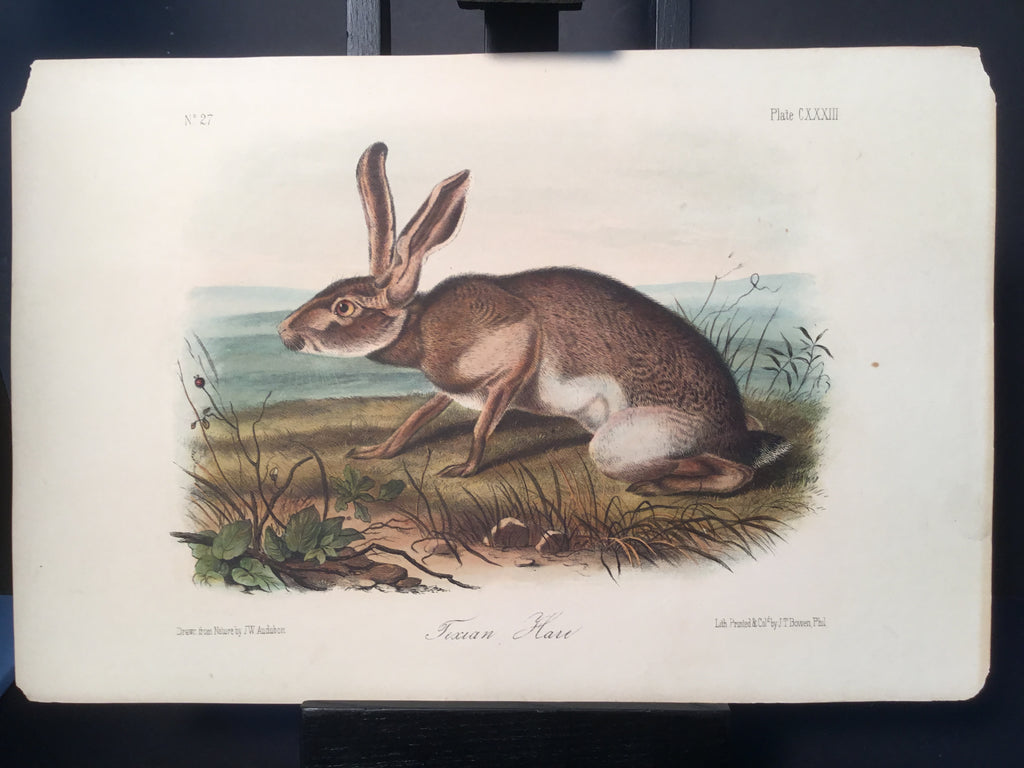 Lord-Hopkins Collection - Texan Hare