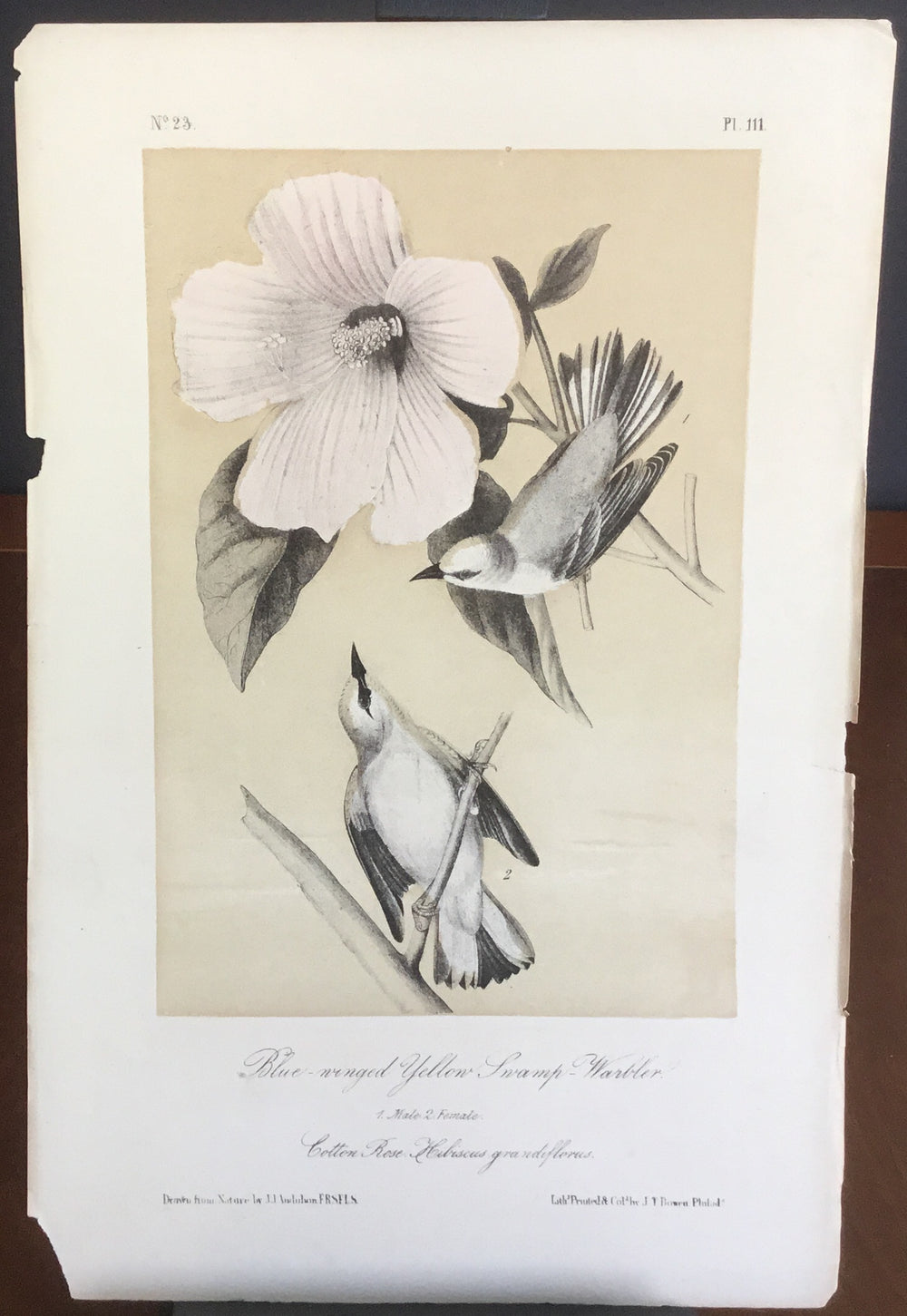 Audubon Octavo Blue-winged Yellow Swamp Warbler (2), plate 111, uncolored test sheet, 7 x 11