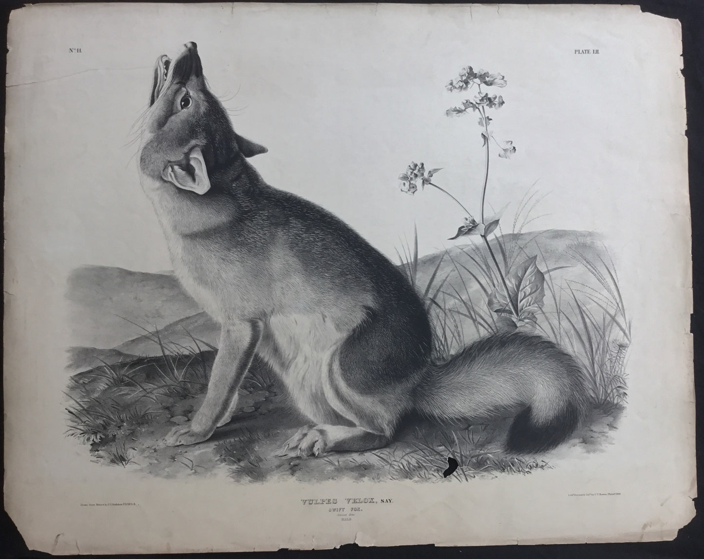 
                  
                    Lord-Hopkins Collection, Audubon Original Imperial plate 52, Swift Fox
                  
                