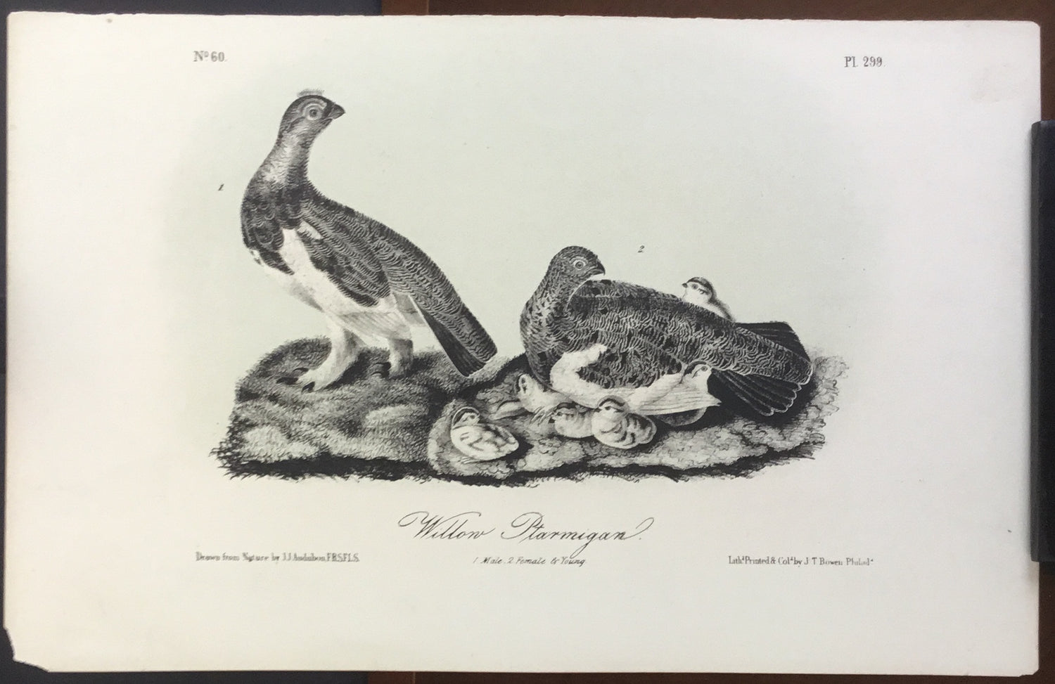 Audubon Octavo Willow Ptarmigan, plate 299, uncolored test sheet, 7 x 11
