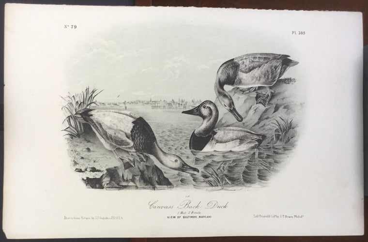 Audubon Octavo Canvass Back Duck, plate 395, uncolored test sheet, 7 x 11