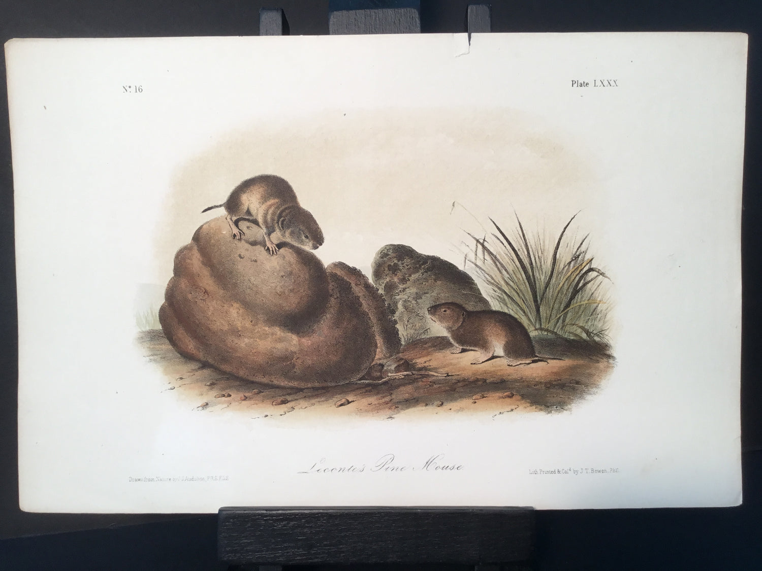 Lord-Hopkins Collection - Pine Mouse
