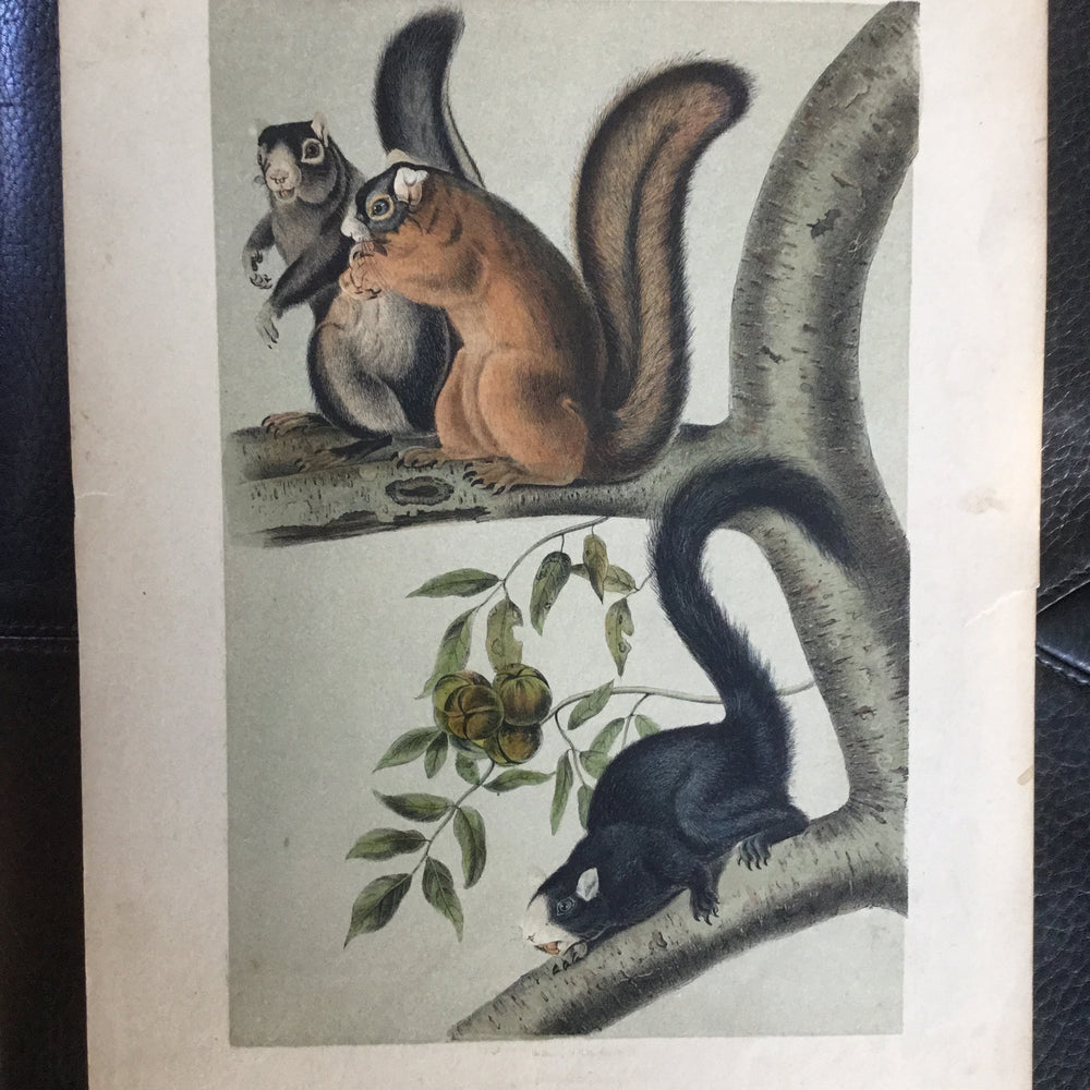 
                  
                    Lord-Hopkins Collection - Fox Squirrel, Shop note on back
                  
                
