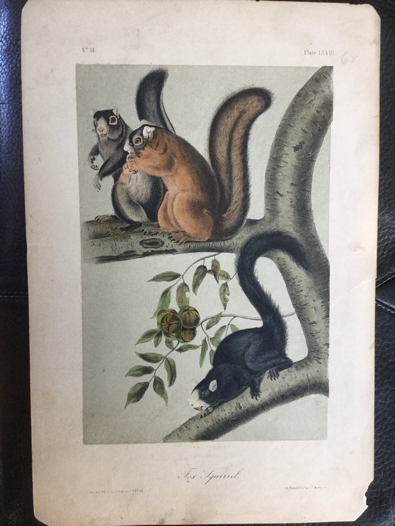 Lord-Hopkins Collection - Fox Squirrel, Shop note on back
