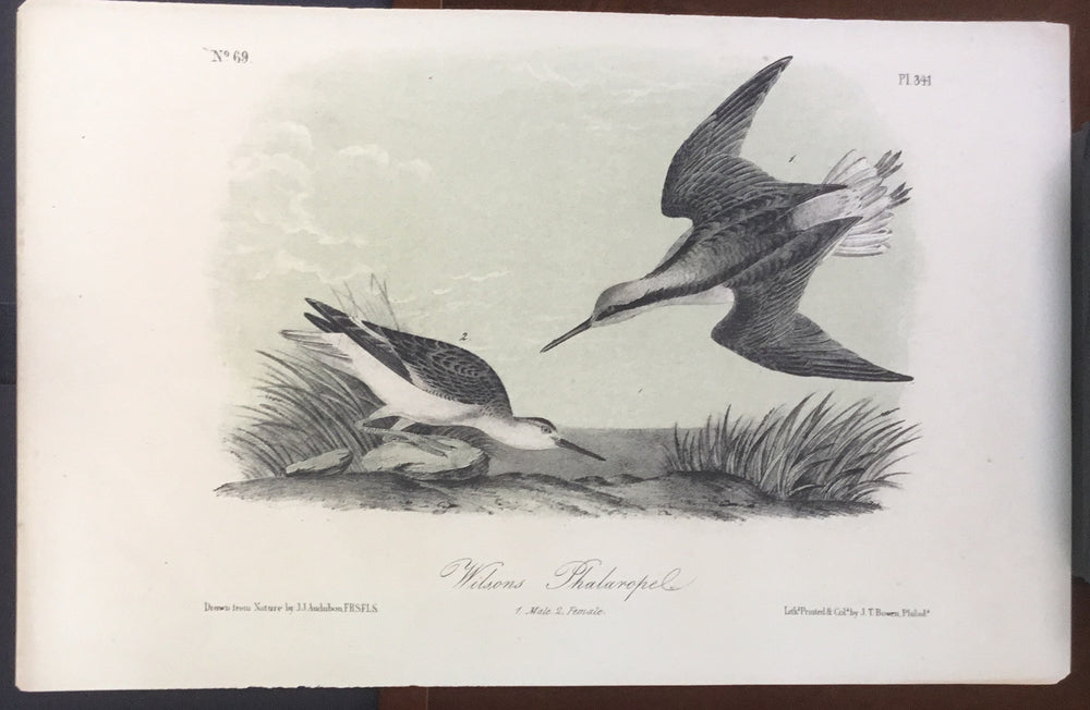 Audubon Octavo Wilson’s Phalarope, plate 341, uncolored test sheet, 7 x 11