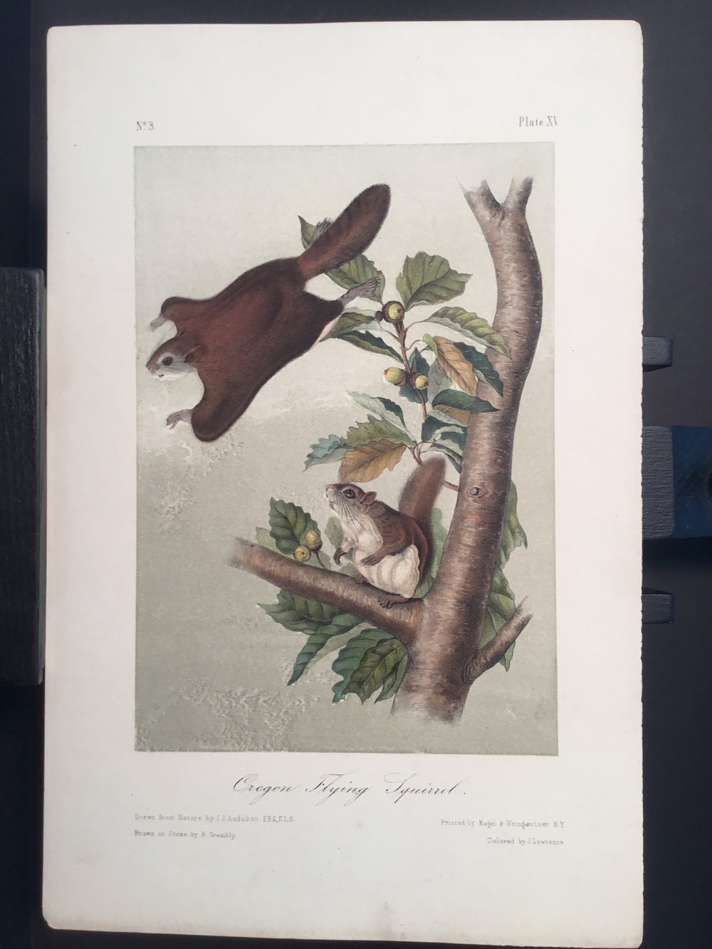 Lord-Hopkins Collection - Oregon Flying Squirrel