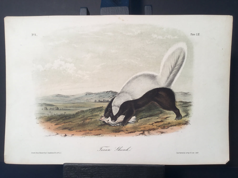 Lord-Hopkins Collection - Texan Skunk