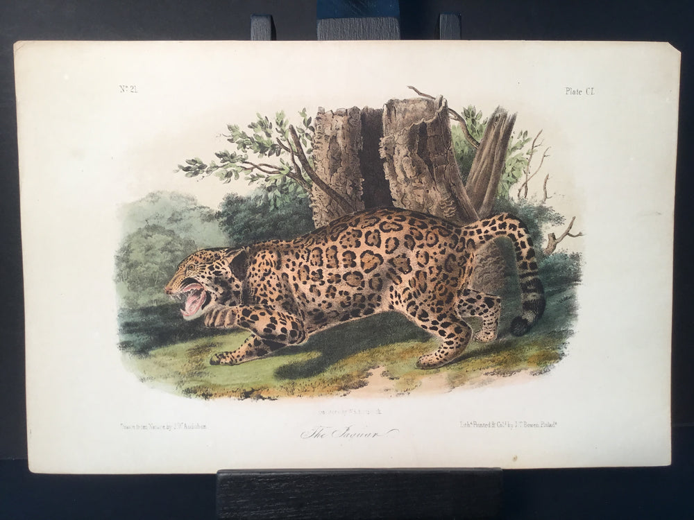 Lord-Hopkins Collection - Jaguar