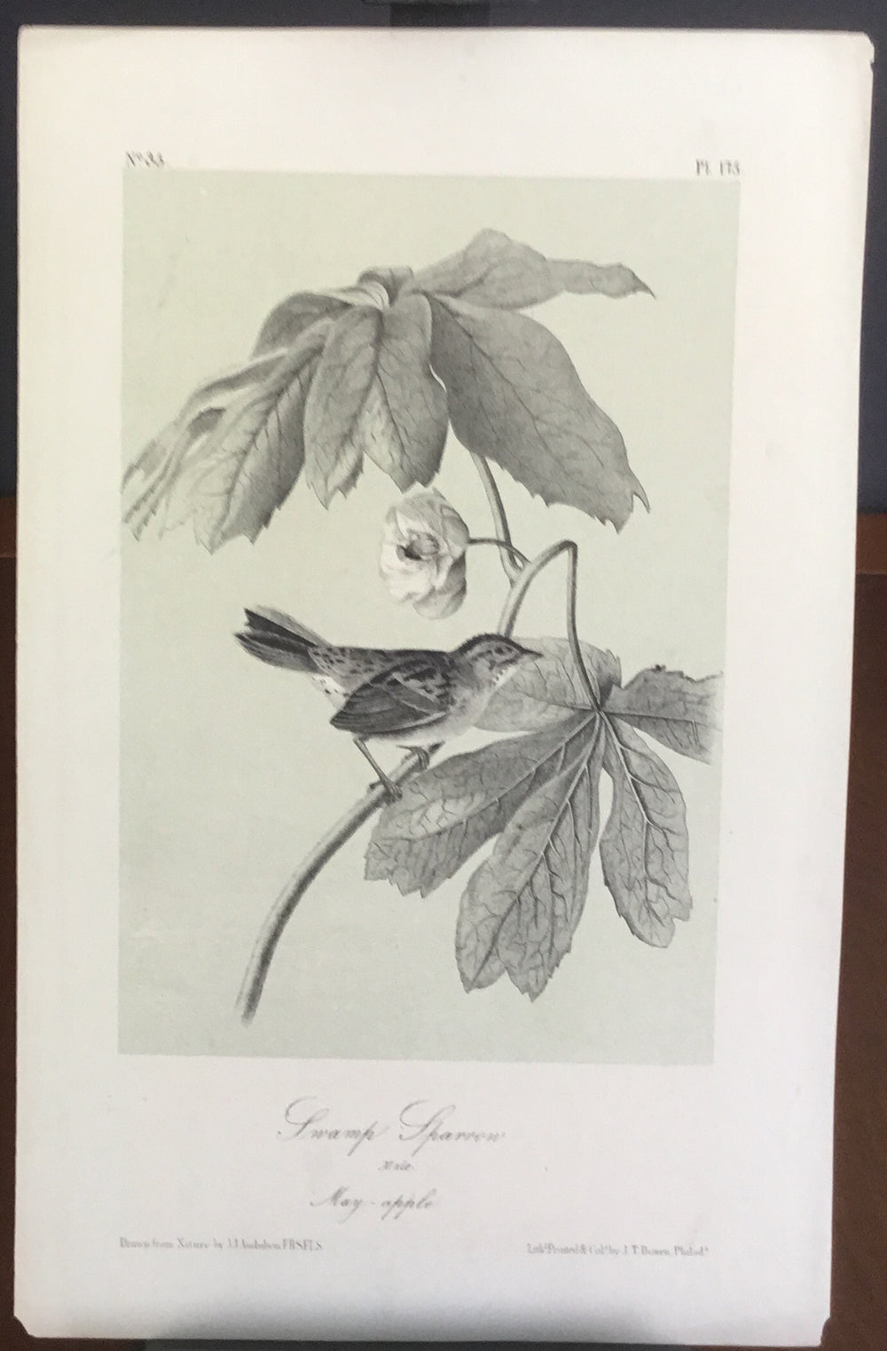 Audubon Octavo Swamp Sparrow, plate 175, uncolored test sheet, 7 x 11