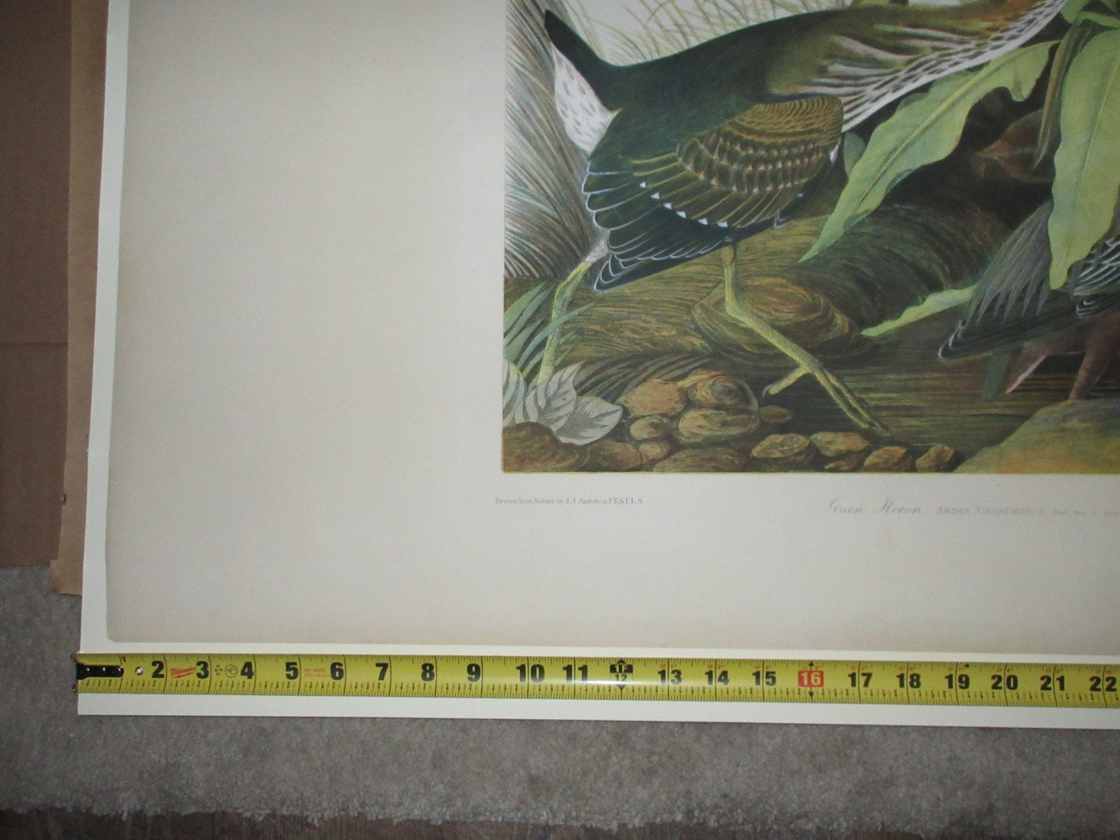 Bien Edition Green Heron – Princeton Audubon Prints