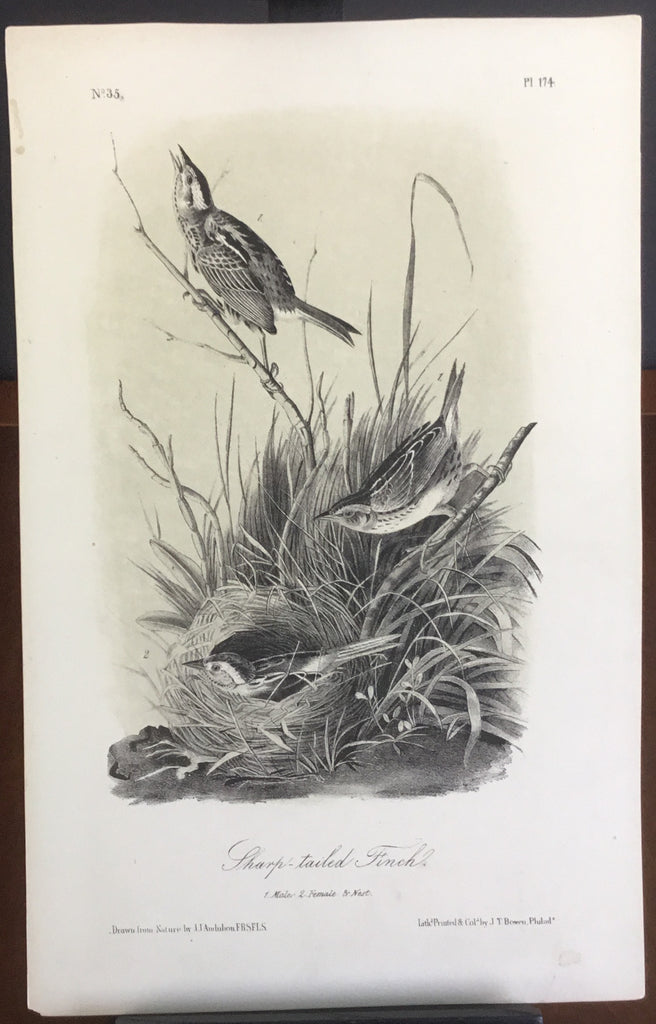 Audubon Octavo Sharp-tailed Finch, plate 174, uncolored test sheet, 7 x 11
