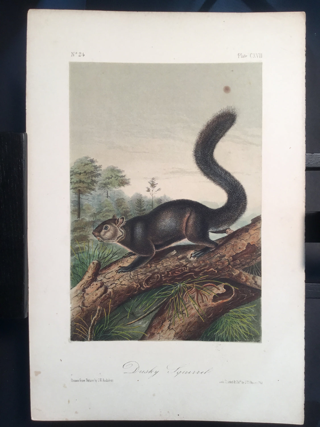 Lord-Hopkins Collection - Dusky Squirrel