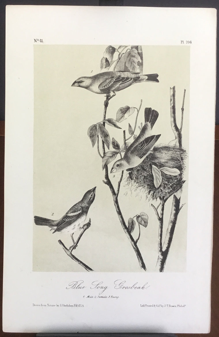 Audubon Octavo Blue Long Grosbeak (3), plate 204, uncolored test sheet, 7 x 11