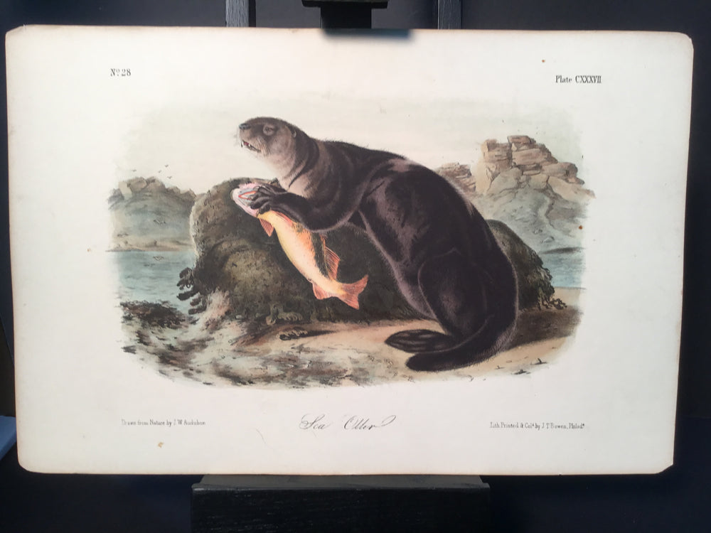 Lord-Hopkins Collection - Sea Otter
