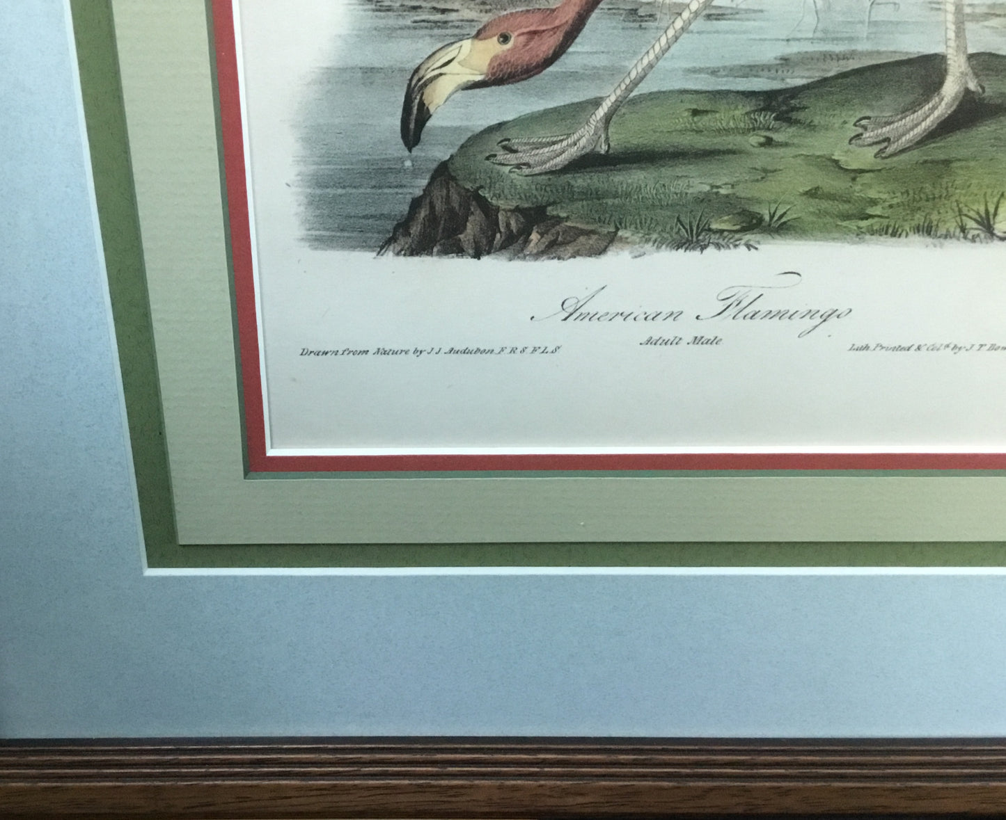 
                  
                    Audubon Octavo American Flamingo - 1st Edition, 1840-1844.
                  
                