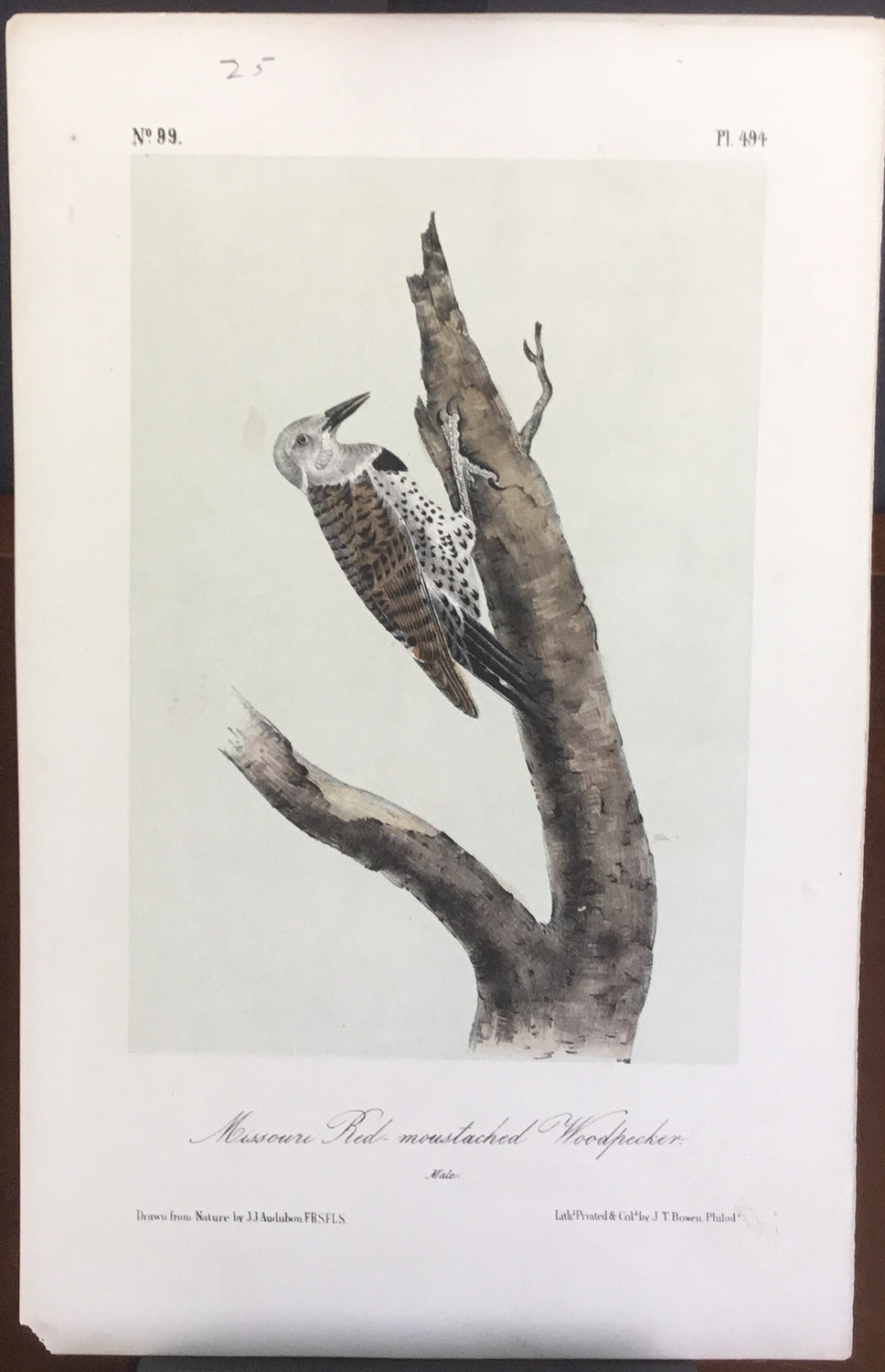 Audubon Octavo Missouri Red-moustached Woodpecker, plate 494, uncolored test sheet, 7 x 11