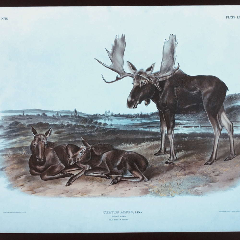 
                  
                    Original Audubon Imperial Moose Deer, plate 76
                  
                