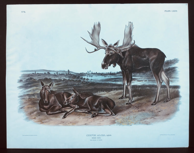 Original Audubon Imperial Moose Deer, plate 76