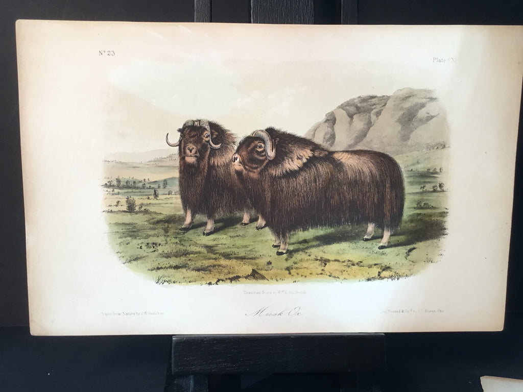Lord-Hopkins Collection - Musk Ox