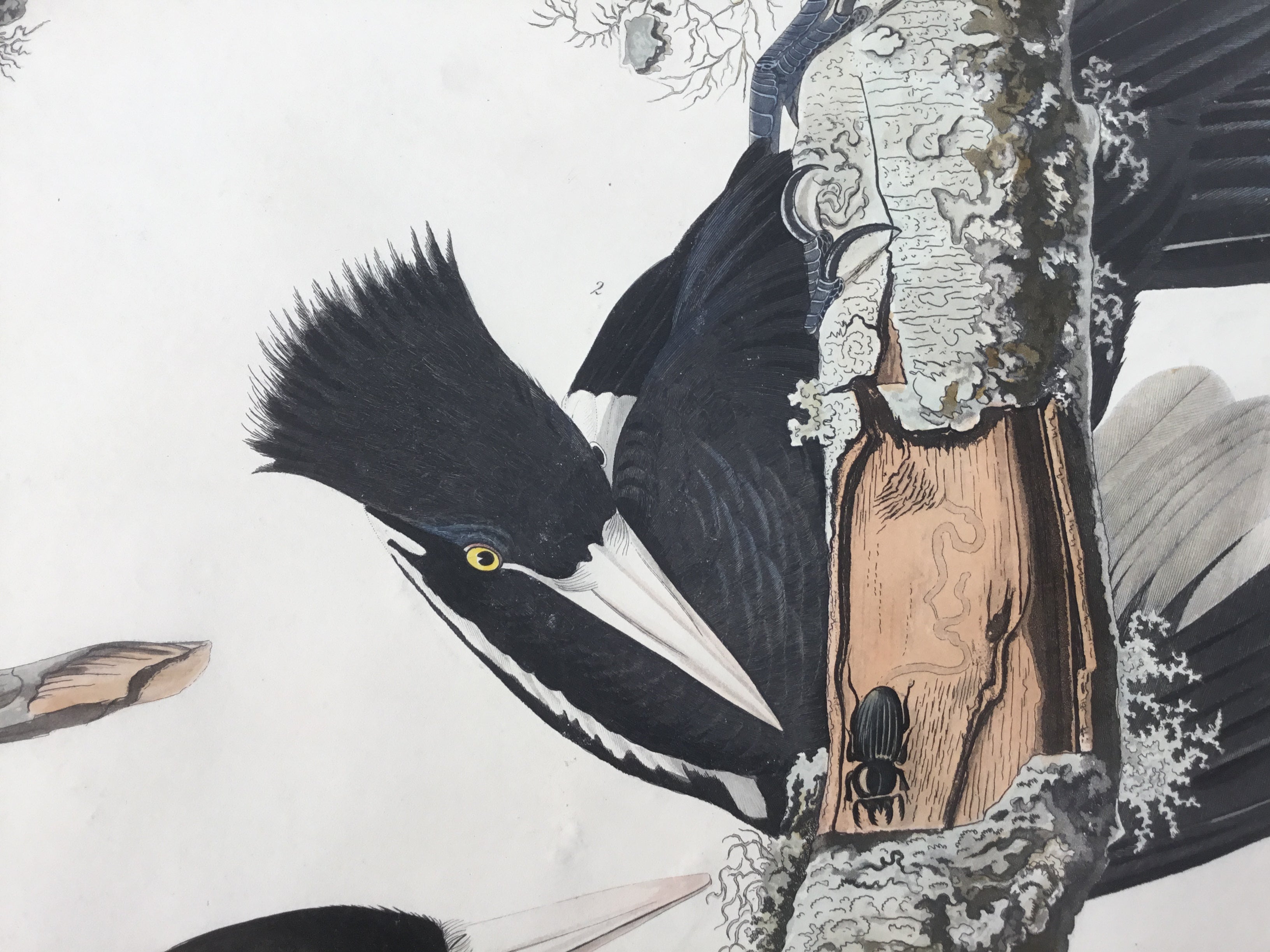Original Audubon Havell Ivorybilled Woodpecker Princeton Audubon Prints