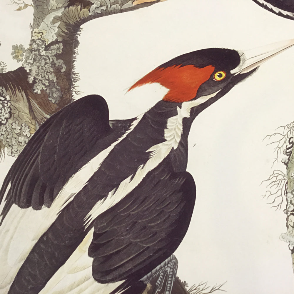 
                  
                    Ivory-billed Woodpecker
                  
                