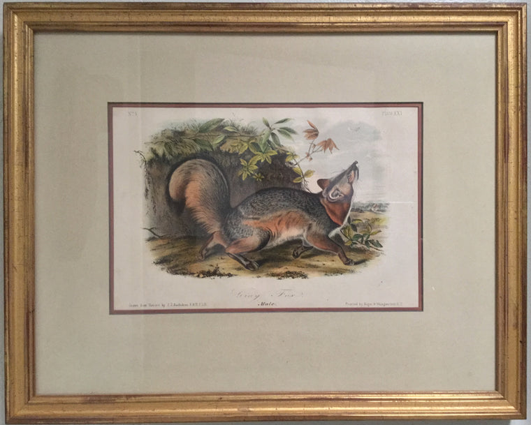 Original Audubon Octavo Grey Fox, Plate 21 (Framed)