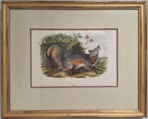 Original Audubon Octavo Grey Fox, Plate 21 (Framed)