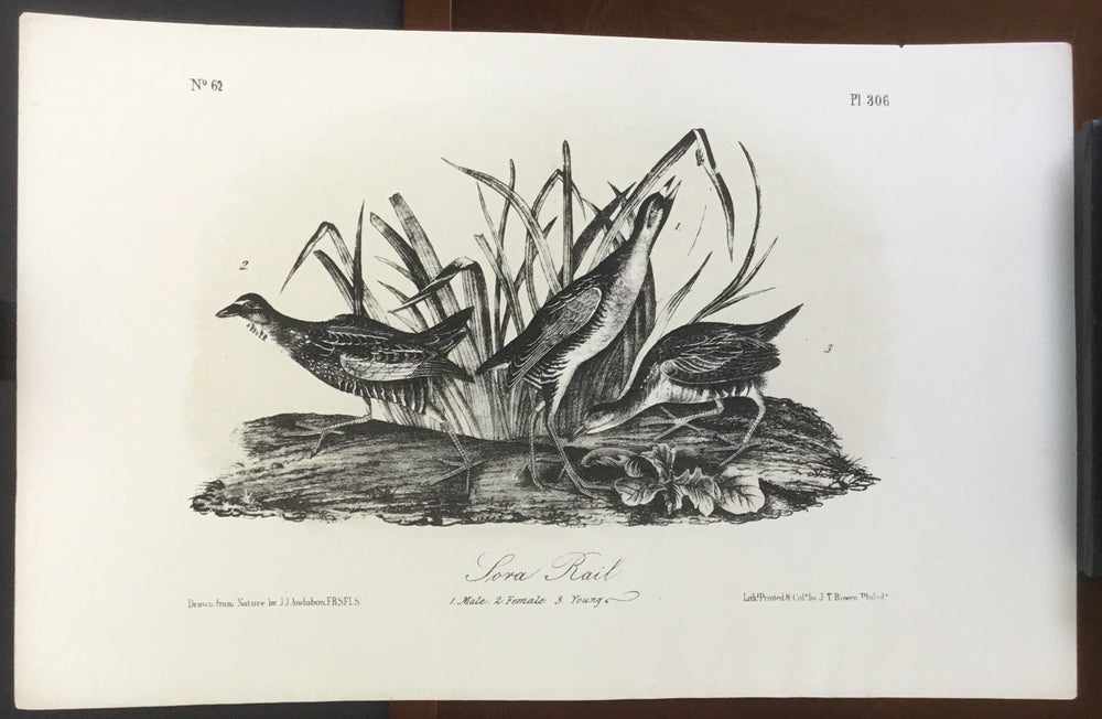 Audubon Octavo Sora Rail (2), plate 306, uncolored test sheet, 7 x 11