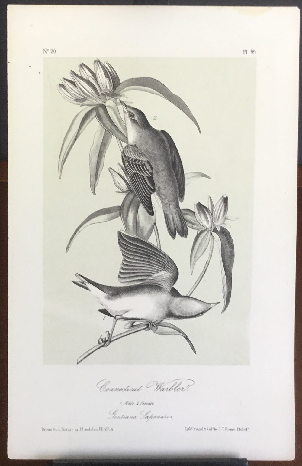 Audubon Octavo Connecticut Warbler, plate 99, uncolored test sheet, 7 x 11