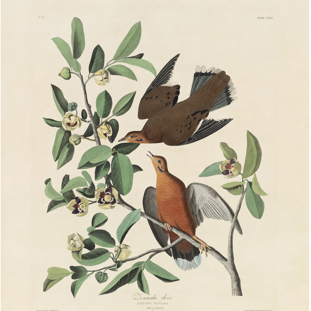 
                  
                    Special collection: Doves and Pigeons, four exceptional compositions.
                  
                