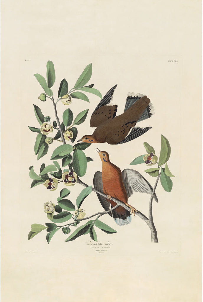 Special collection: Doves and Pigeons, four exceptional compositions.