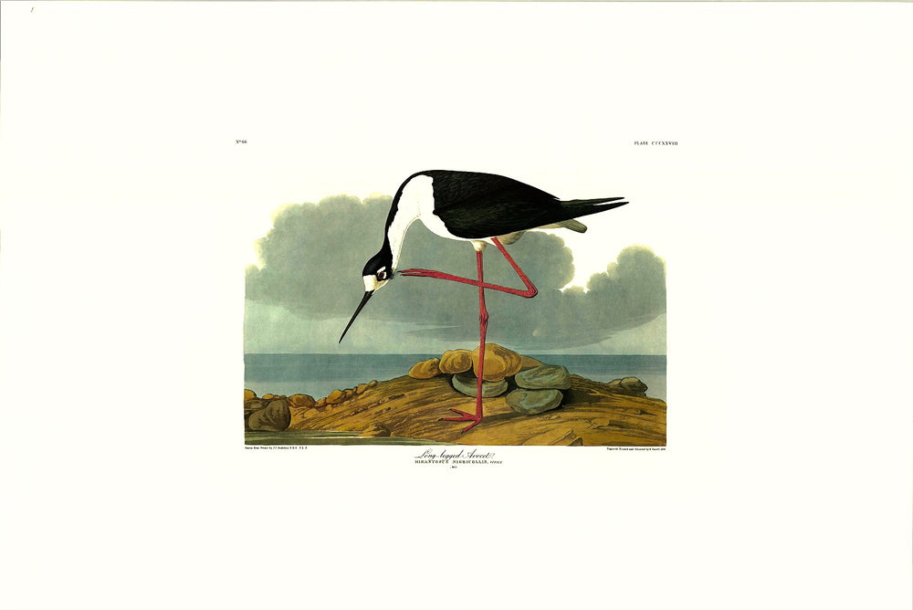 Audubon print, Birds of America, Long-legged Avocet
