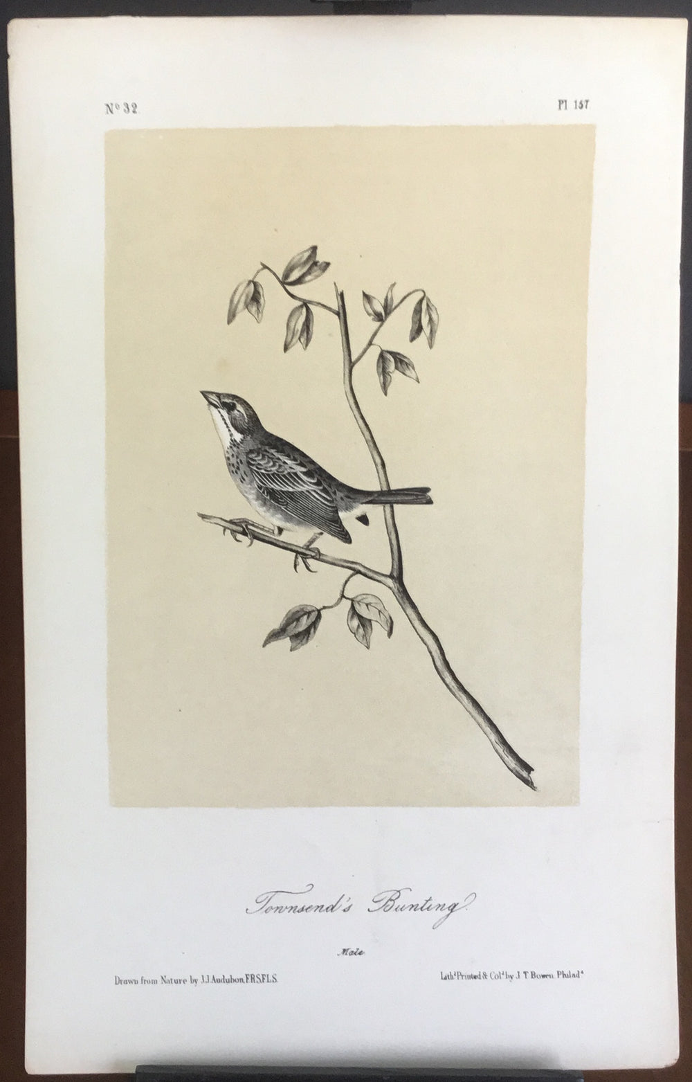 Audubon Octavo Townsend’s Bunting (2), plate 154, uncolored test sheet, 7 x 11