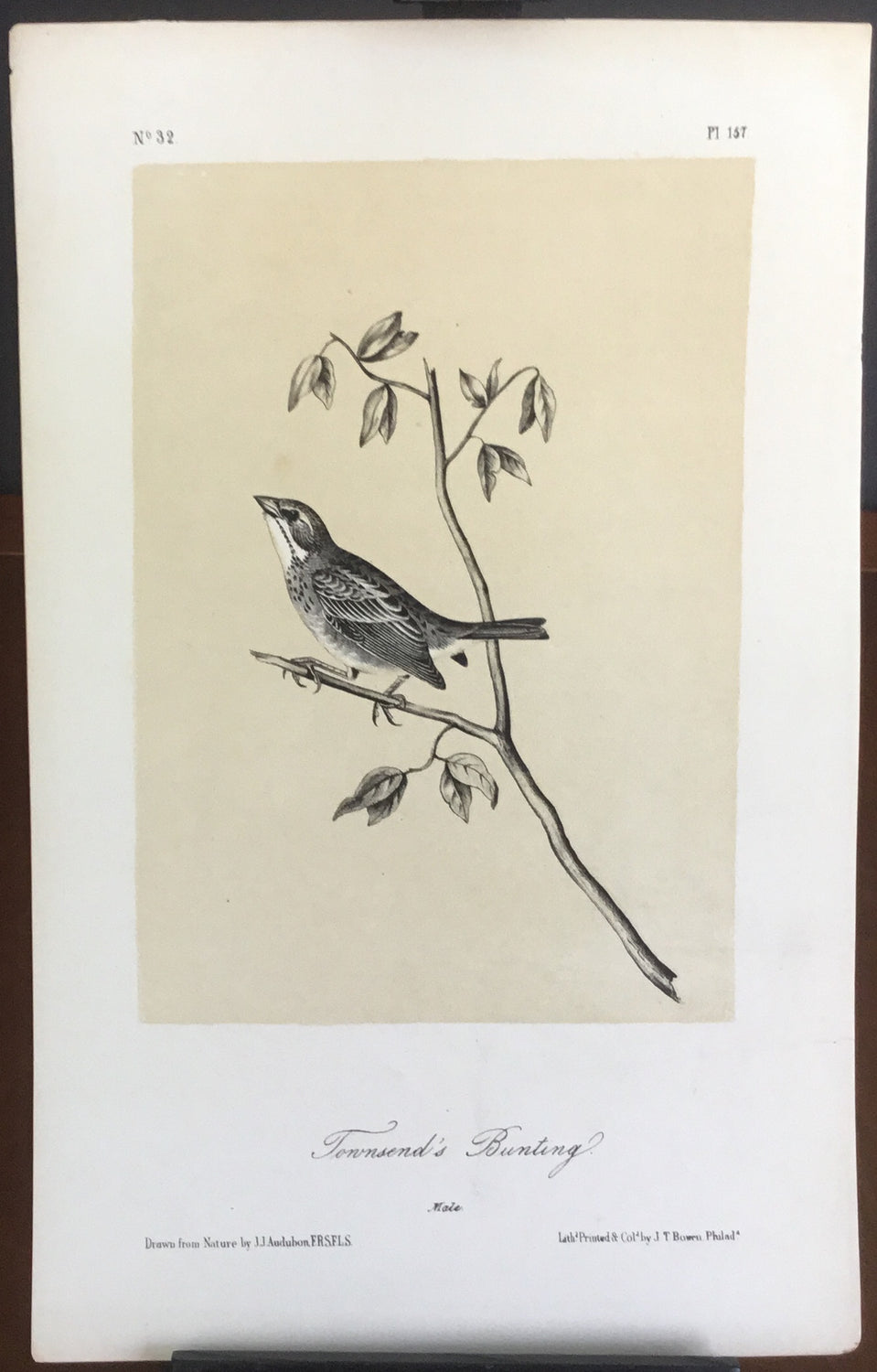 Audubon Octavo Townsend’s Bunting (2), plate 154, uncolored test sheet ...