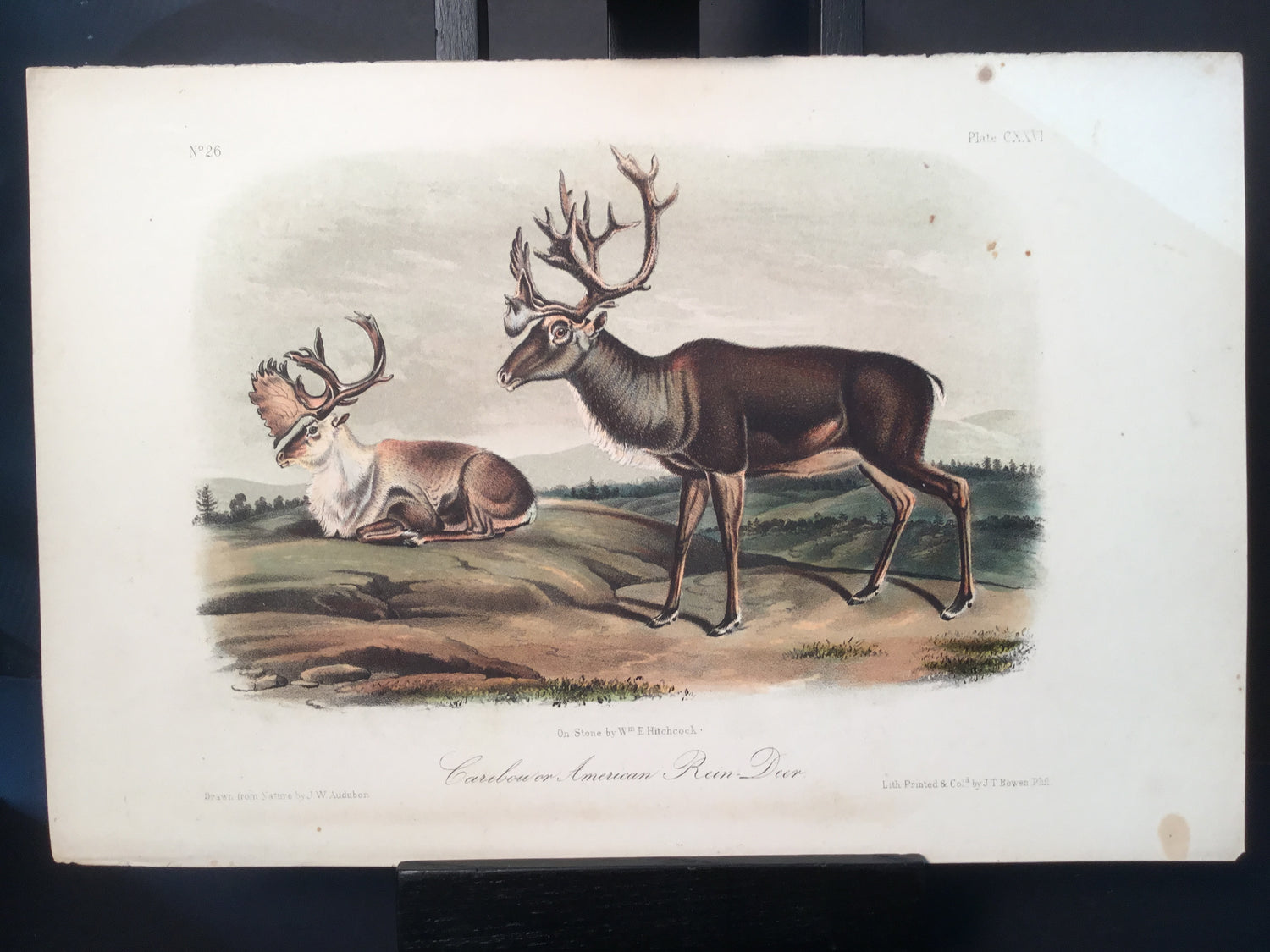 Lord-Hopkins Collection - Caribou or American Rein Deer